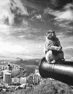 Monkey Business Vorschau